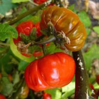 20 เมล็ดพันธุ์ Home Plant Seed เมล็ด มะเขือพวง มะเขือเปราะ สีแดง RED RUFFLED Eggplant Seed อัตราการงอกของเมล็ด 80-85%