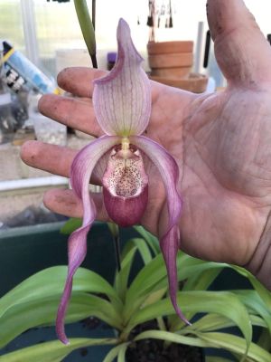 20 เมล็ดพันธุ์ เมล็ดกล้วยไม้ กล้วยไม้ กล้วยไม้เอื้อง (Phragmipedium Orchids) Orchid flower seed อัตราการงอก 80-85%.