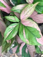 เงินไหลมาด่างชมพู (Syngonium Podophyllum Pink Splash)