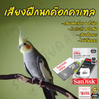 รวมเพลงฝึก นกค๊อกคาเทล Cockatiel ยาว6ชั่วโมง เสียงเพราะ ไม่มีโฆษณา เมมโมรี่เล็ก(Micro SD) มีเก็บเงินปลายทาง ส่งด่วนKerry Express