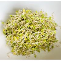 Broccoli Micro Green เมล็ดพืชผักงอก Pack - ได้รับการรับรองอินทรีย์และปราศจากจีเอ็มโอ [ไม่ใช่พืช! เป็นเมล็ดพันธุ์] [คลังสินค้าจุด][ขายตรงจากโรงงาน][ของแท้อย่างเป็นทางการ][โปรโมชั่นลดราคา][50 เมล็ดพันธุ์][เมล็ดผลไม้][เมล็ดพันธุ์ผัก][อร่อยจัง][ปลอดภัย][คลังส