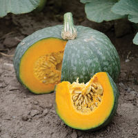 เมล็ดพันธุ์ ฟักทองญี่ปุ่น เกอิชา (Geisha Kabocha Squsah F1 Seed) บรรจุ 10 เมล็ด คุณภาพดี ของแท้ 100%