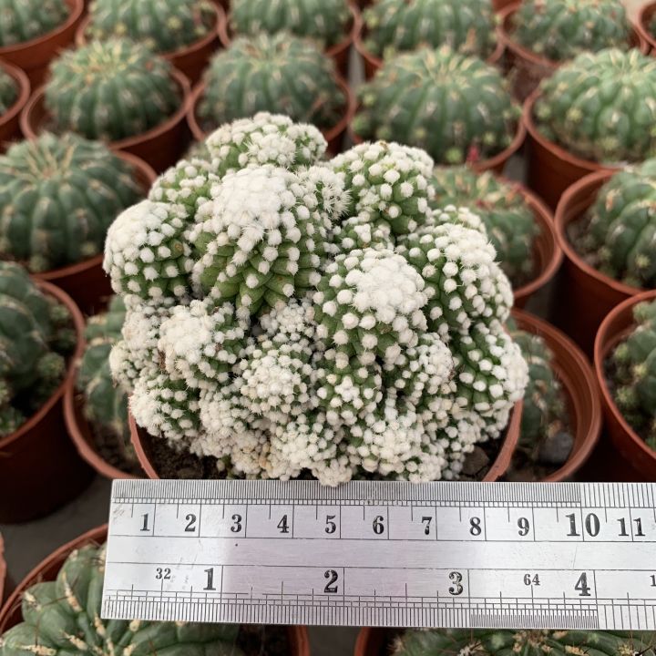 plants-center-พร้อมส่ง-กระบองเพชรไม้ลำ-แคคตัส-cactus-แคคตัส-กระบองเพชร-ไม้กอ-ฟอร์มกอ-mammillaria-gracilis-cv-oruga-8-9cm