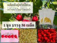 เมล็ดพันธุ์พริกปีศาจ พริกแคโรไลน่า รีพเปอร์ Carolina Reaper / 1 ชุด มี 50 เมล็ด