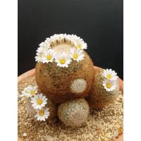 โปรโมชั่น (แลนต้า ถูก‼)แคคตัส แมม.เลนต้า mammillaria lenta cactus หัวกลมสวย พร้อมให้ หน่อให้ดอก ไม้ชำหน่อ /ไม้กราฟ จำกัด‼ ราคาถูก  แคคตัส กระบองเพรช ตะบองเพรช ไม้จิ๋ว ไม้ตั้งโต๊ะทำงาน ไม้ประดับ ไม้มงคล ไม้ดอก