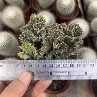 ?สินค้าขายดี? [Blue  10-13cm](CAICF)EUPHORBIA LACTEA F.CRISTATA ALBAVARIEGATA10-13CM กุหลาบหินนำเข้า ไม้อวบน้ำ SUCCULENTS (ไลทอป LITHOPS แคคตัส)