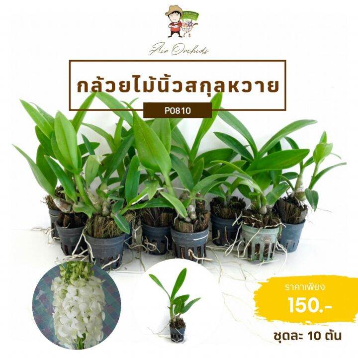 โปรโมชั่น-กล้วยไม้นิ้วสกุลหวาย-dendrobium-p0-ราคาดี-ต้นไม้-ฟอก-อากาศ-กระถาง-ต้นไม้-ไม้-ประดับ-ต้นไม้-ปลูก-ใน-บ้าน