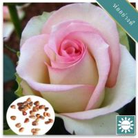 30 เมล็ด เมล็ดพันธุ์ กุหลาบ White Pink Rose Rose Seeds ดอกใหญ่ นำเข้าจากต่างประเทศ พร้อมคู่มือ เมล็ดสด ใหม่