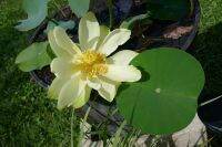 5 เมล็ดพันธุ์ บัว สายพันธุ์ American Lotus (Nelumbo Lutea) สีเหลือง ดอกใหญ นำเข้าจาก อเมริกา เพาะปลูกและเก็บเมล็ดในไทย ขยายพันธุ์ในไทยได้