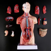Human Torso Body Model Anatomy Anatomical Medical Internal Organs For Teaching Dropshipping