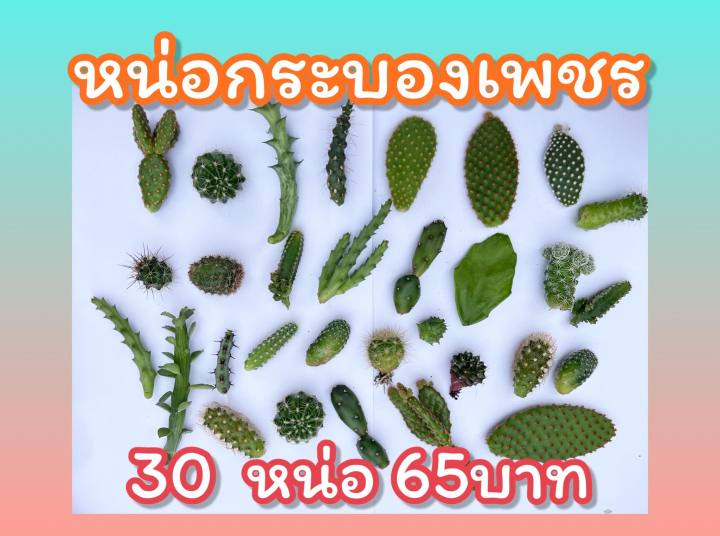 กระบองเพชร-หน่อเด็ดสด-ราคาถูก-ไม้ตลาด