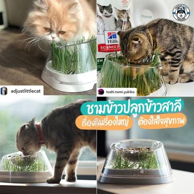 Moboli Secret Forest ชามอาหารปลูกข้าวสาลีได้ - สินค้า Moboli ของแท้ จากตัวแทนจัดจำหน่ายในประเทศไทยอย่างเป็นทางการ