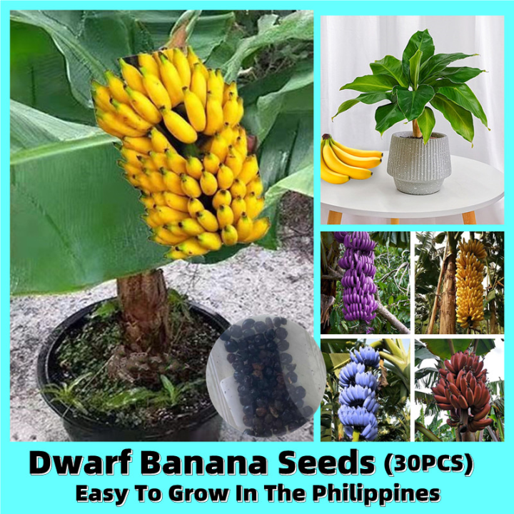 [Easy To Grow In The Philippines] Delicious Dwarf Banana Fruit Seeds