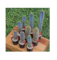 เมล็ดพันธุ์ ตอฟ้า ไม้รั้ว ไม้สูง Pilosocereus azureus 20 เมล็ด แคคตัส cactus กระบองเพชร