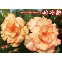 10 เมล็ด เมล็ดพันธุ์ ชวนชม สายพันธุ์ไต้หวัน สีส้ม Adenium Seeds กุหลาบทะเลทราย Bonsai Desert Rose ราชินีบอนไซ มีคู่มือปลูก นำเข้าจากไต้หวัน