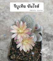 รีบูเทีย rebutia ซันไรส์  cv. sunrise ซัลคอรีบูเทีย sulcorebutia กระบองเพชร แคคตัส