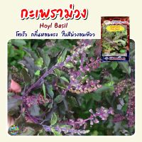 เมล็ดกะเพราม่วง Hoyl Basil  เมล็ดพันธุ์กะเพราม่วง กะเพราม่วง เมล็ดพันธุ์ผัก ผักสวนครัว ตราภูเขาทอง