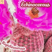 [เรนโบว์] Echinocereus Rigidissimus rainbow แคคตัส ต้นไม้ ไม้หนาม ไม้ทนแล้ง กุหลาบหิน ไม้อวบน้ำ พืชอวบน้ำ succulent cactus กระบองเพชร