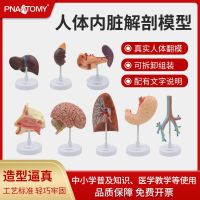 Anatomical models of organs heart liver stomach kidney lung trachea pancreatic brain gut health medical teaching demonstration