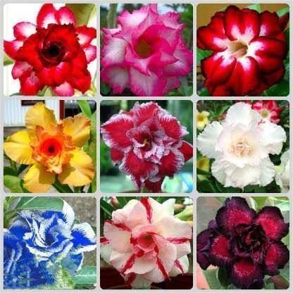 12-เมล็ด-เมล็ดพันธุ์-ชวนชม-สายพันธุ์ฮอลแลนด์-คละสี-adenium-seeds-กุหลาบทะเลทราย-desert-rose-ราชินีบอนไซ-อัตรางอก-80-90-มีคู่มือปลูก