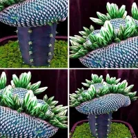 50 Pcs Super Rare African Cactus Succulent Plants Bonsai Seeds Purify Air Bonsai 50 Pcs Super Rare African Cactus Succulent Plants Bonsai Seeds Purify Air Bonsai