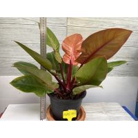 โปรแรง ฟิโลเดนดรอน ปริ้นออเรนต์ Philodendron Prince orange กระถางขนาด8 " เก็บเงินปลายทาง