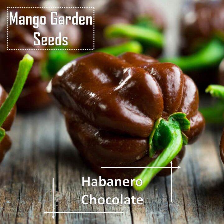 Chocolate Habanero Seeds 10 Seed *Pot Friendly* Tanam Pasu Cili Pedas