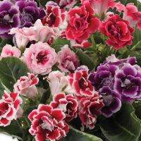 25 เมล็ดพันธุ์ เมล็ด กุหลาบนางฟ้า Gloxinia Seed อัตราการงอก 80-85%