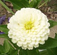 Mixed White Zinnia Flower (100 seeds)ดอกบานชื่นสีขาว (100 เมล็ด)