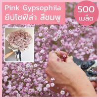 [500+เมล็ด] เมล็ดพันธุ์ ยิปโซฟิล่า สีชมพู / สีขาว เมล็ดพันธุ์ยิปโซ Pink Gypsophila เมล็ดยิปโซ ฟิลล่า พิงค์ พันธุ์แท้ 100%