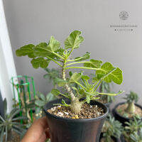 Jatropha Marginata : จาโทฟ่า มากินาต้าร์