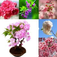 บอนสี 30เมล็ด เมล็ดพันธุ์ เมล็ดซากุระญี่ปุ่น Rare Sakura Seeds เมล็ดบอนสี บอนสีหายาก เมล็ดดอกไม้ บอนสีสวยๆ ต้นไม้มงคล พันธุ์ดอกไม้ ต้นไม้ฟอกอากาศ ไม้ประดับ ต้นไม้ตกแต่ง ไม้ดอก ดอกไม้จริง บอนไซ ต้นไม้ ตกแต่งสวน ของแต่งสวน หญ้าเทียม plants