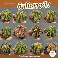 หน่อเด็ดสด #ยิมโนสายยับ Gymnocalycium แคคตัส กระบองเพชร cactus&amp;succulent