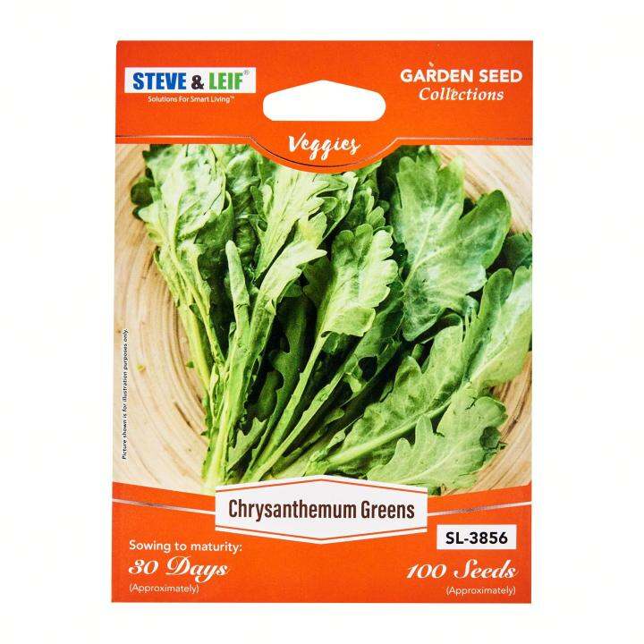 Steve & Leif Chrysanthemum Green (Tang Oh) Seeds (100 Seeds) Bundle