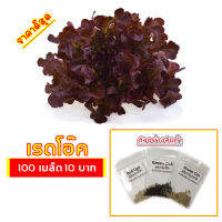 ?เมล็ดผักสลัด เรดโอ๊ค 100 เมล็ด 10 บาท ?งอกดีมีคู่มือการปลูก / ผักอินทรีย์ ผักสลัด เมล็ดสลัดรวม เมล็ดผัก เมล็ดพันธุ์