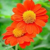 เมล็ดพันธุ์ ทานตะวันเม็กซิกัน (Mexican Sunflower Seed) บรรจุ 100 เมล็ด คุณภาพดี ราคาถูก ของแท้ 100%