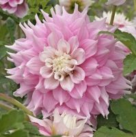 1 เหง้า/ชุด รักเร่ Dahlia Bulb สายพันธุ์ Gitts Perfection หัวรักเร่ ดอกไม้ หัวหน่อ เหง้า นำเข้า เนเธอร์แลน หัวสดใหม่