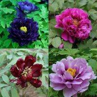 20 เมล็ด เมล็ดโบตั๋น ดอกโบตั๋น ดอกพีโอนี (Peony) คละสี ดอกไม้นี้​เป็นสัญลักษณ์ของความมั่งคั่งร่ำรวย ความซื่อสัตย์ เปอร์เซ็นการงอก 70-80%