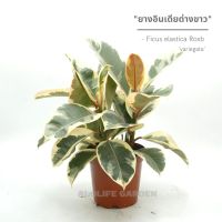 ยางอินเดียด่างขาว 1กระถางมี3ต้น กถ.5 นิ้ว Ficus elastica Roxb. ex Hornem. variegata