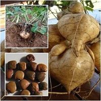 15 เมล็ด เมล็ดมันแกว Yam Bean มันแกว (Jícama) ของแท้ 100% อัตรางอกของเมล็ด 70-80% Yam Bean seeds