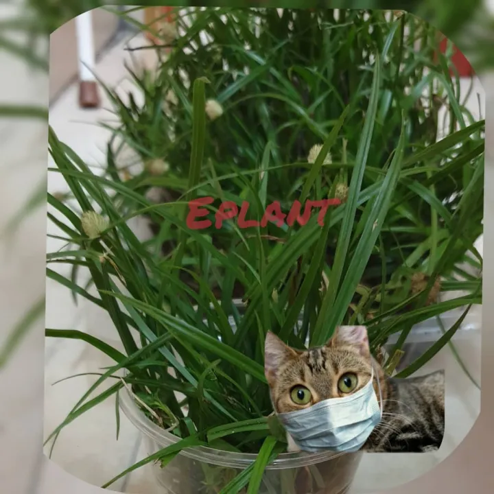 Kucing untuk daun helikopter Obat Cacing