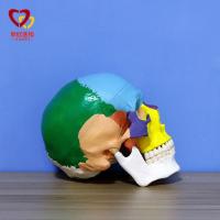 1:1 medical simulation model of skeleton body color skull anatomy of the skull base of skull specimens model