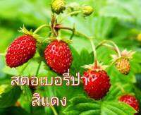 สตอเบอรี่ป่า สีแดง สีเหลือง Wild Strawberry Regina Seed เมล็ดพันธุ์สตอเบอรี่ป่าสีแดง สีเหลือง