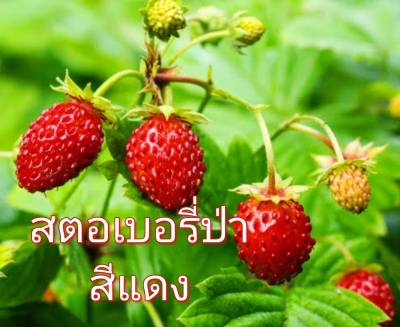 สตอเบอรี่ป่า สีแดง สีเหลือง Wild Strawberry Regina Seeds เมล็ดพันธุ์สตอเบอรี่ป่าสีแดง สีเหลือง บรรจุ 5เมล็ด