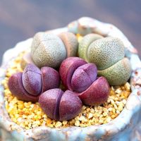 ขายดีอันดับ1 Pleiospilos nelii สีเขียว คุ้มสุดสุด ต้นไม้ ฟอก อากาศ กระถาง ต้นไม้ ไม้ ประดับ ต้นไม้ ปลูก ใน บ้าน