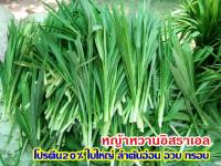 หญ้าสดสะอาดปลอดสารสำหรับเลี้ยงสัตว์ บรรจุ 1 กิโลกรัม