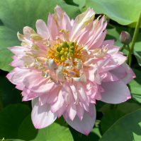 10 เมล็ดบัว สายพันธุ์ Spring Cherry Lotuses Flower Seeds สีชมพู บัวหลวงนอก บัวสาย บัวไหว้พระ ดอกใหญ่ ประดับบ้าน ตกแต่งสวน