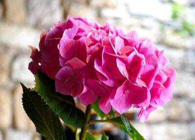 20 เมล็ด เมล็ดไฮเดรนเจีย Hydrangea Seeds สีชมพู ไฮเดรนเยียสายพันธุ์ฝรั่งเศส ของแท้ 100% อัตรางอก 70-80% มีคู่มือปลูก ปลูกในกระถางได้