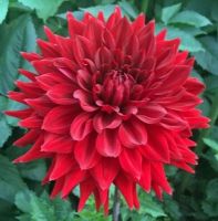 1 หัว/ชุด รักเร่ Dahlia Bulb สายพันธุ์ Hollyhill Samurai หัวรักเร่ ดอกไม้ หัวหน่อ เหง้า นำเข้า เนเธอร์แลน หัวสดใหม่