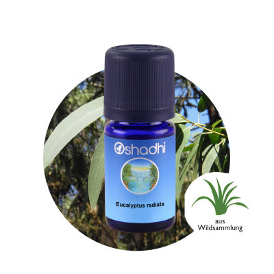 Oshadhi Eucalyptus radiata Essential Oil น้ำมันหอมระเหย (5 ml or 10 ml)
